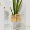 Bao bì đựng cafe túi lọc tui cafe 3 bien giay kraft nau